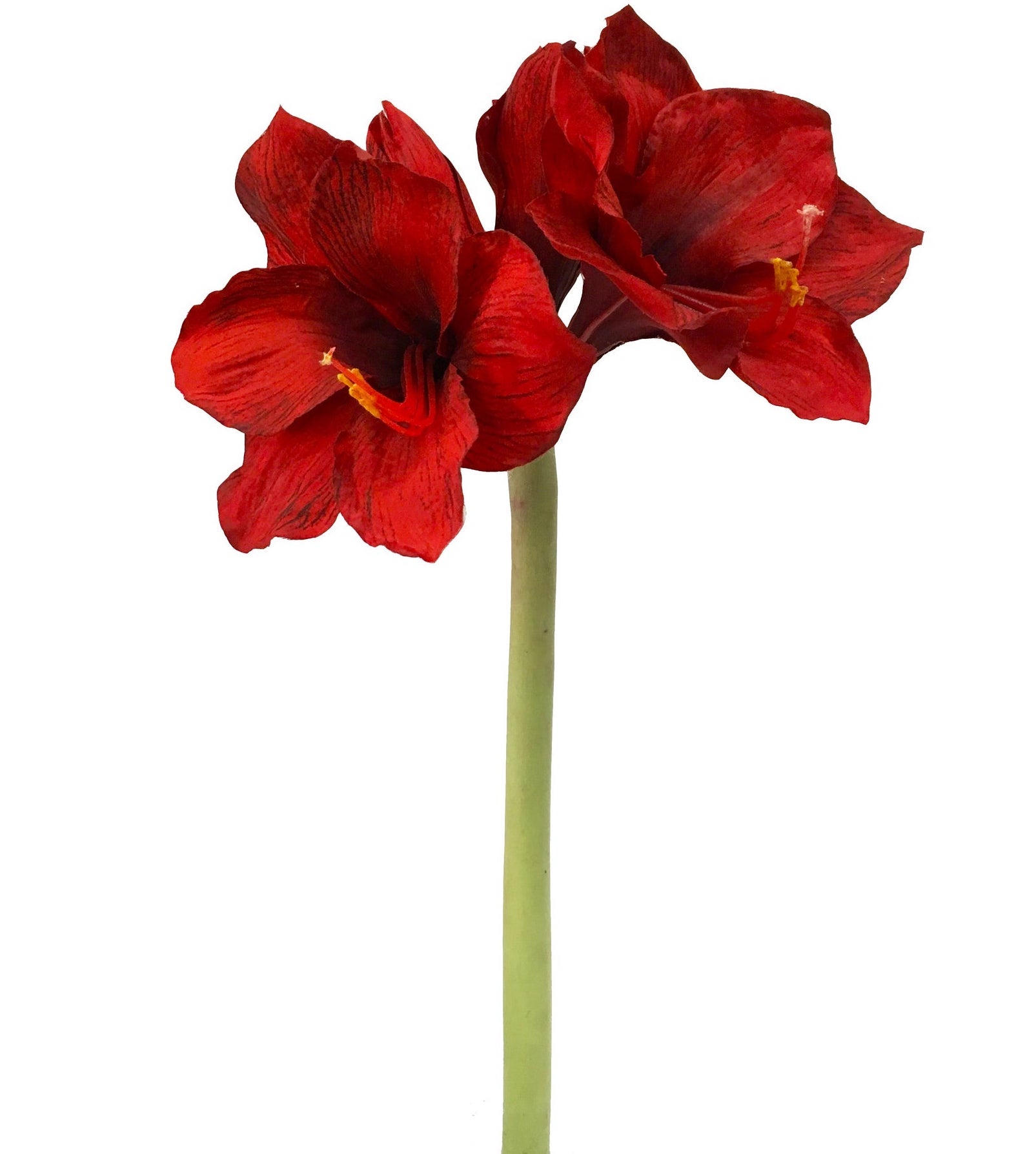 Red Amaryllis Stem, Set of 6
